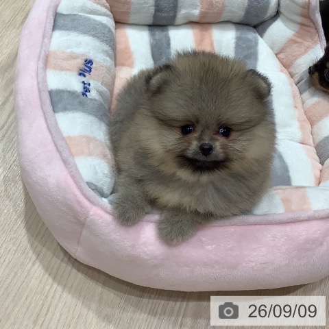 ポメラニアンの写真