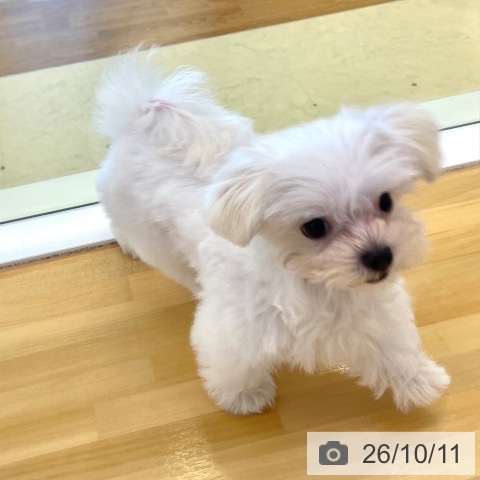 香川県のマルチーズ (ペットプラス 高松店/2026年7月15日生まれ/女の子/ホワイト)の子犬の4枚目の画像