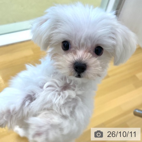 香川県のマルチーズ (ペットプラス 高松店/2026年7月15日生まれ/女の子/ホワイト)の子犬の3枚目の画像