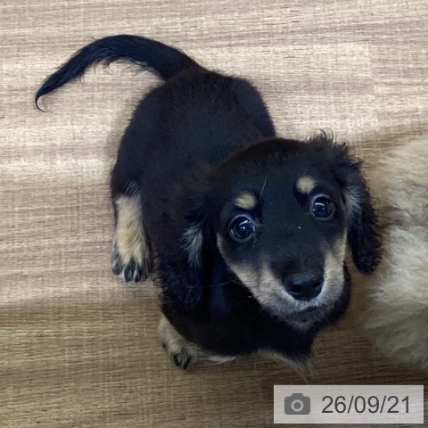 鳥取県のカニンヘンダックスフンド(ロング) (ペッツワン 日吉津店/2026年7月12日生まれ/男の子/ブラックイエロー)の子犬の3枚目の画像
