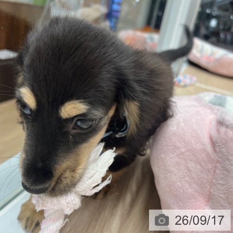 カニーンヘン・ダックスフンドの写真