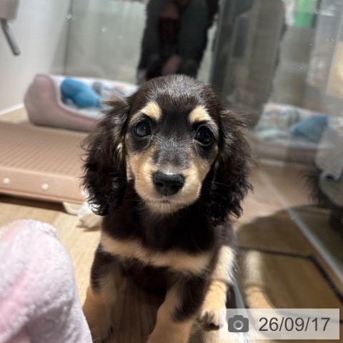 カニーンヘン・ダックスフンドの写真