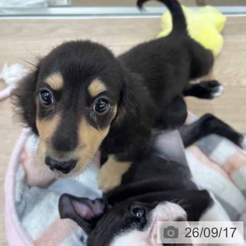 京都府のミニチュアダックスフンド(ロング) (ペットプラス 京都桂川店/2026年7月13日生まれ/男の子/ブラックイエロー)の子犬の4枚目の画像