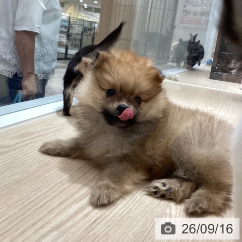 徳島県のポメラニアン (ペットプラス 徳島店/2026年7月15日生まれ/男の子/オレンジ)の子犬の4枚目の画像