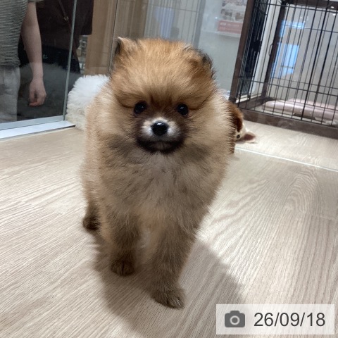 徳島県のポメラニアン (ペットプラス 徳島店/2026年7月15日生まれ/男の子/オレンジ)の子犬の3枚目の画像