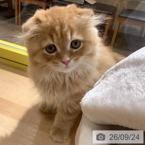 岡山県のスコティッシュフォールド (ペットプラス 岡山店/2026年7月15日生まれ/男の子/レッドタビー)の子猫の4枚目の画像