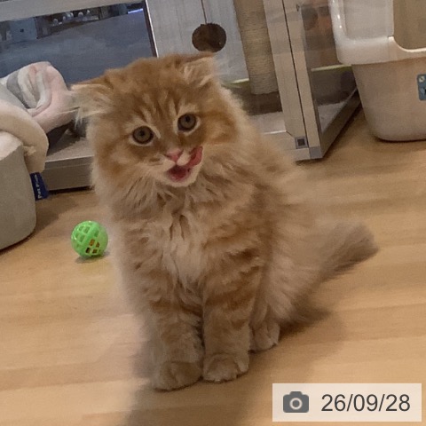 岡山県のスコティッシュフォールド (ペットプラス 岡山店/2026年7月15日生まれ/男の子/レッドタビー)の子猫の3枚目の画像