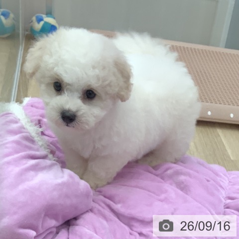 大阪府のビションフリーゼ (ペットプラス りんくう泉南店/2026年7月14日生まれ/男の子/ホワイト)の子犬の3枚目の画像