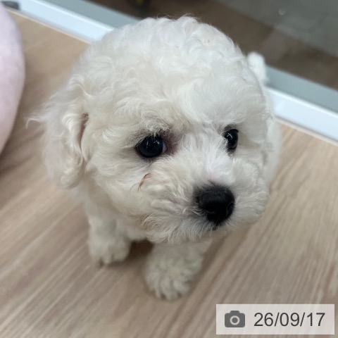 京都府のビションフリーゼ (ペットプラス 京都桂川店/2026年7月14日生まれ/女の子/ホワイト)の子犬の4枚目の画像