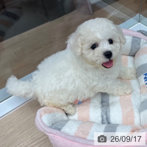 京都府のビションフリーゼ (ペットプラス 京都桂川店/2026年7月14日生まれ/女の子/ホワイト)の子犬の3枚目の画像