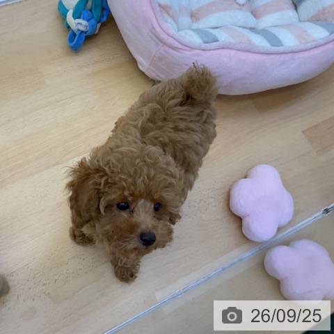香川県のトイプードル(トイ) (ペットプラス 綾川店/2026年7月14日生まれ/男の子/アプリコット)の子犬の4枚目の画像