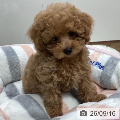 岡山県のトイプードル(トイ) (ペッツワン 岡山南店/2026年7月14日生まれ/女の子/アプリコット)の子犬の4枚目の画像