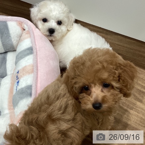 岡山県のトイプードル(トイ) (ペッツワン 岡山南店/2026年7月14日生まれ/女の子/アプリコット)の子犬の3枚目の画像