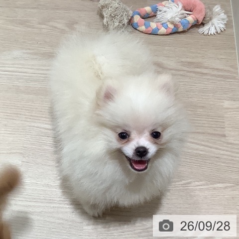 岡山県のポメラニアン (ペットプラス 岡山店/2026年7月15日生まれ/男の子/クリーム)の子犬の3枚目の画像