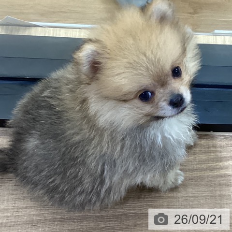 鳥取県のポメラニアン (ペッツワン 日吉津店/2026年7月15日生まれ/男の子/オレンジセーブル)の子犬の4枚目の画像