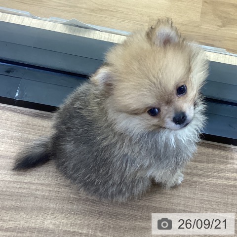 鳥取県のポメラニアン (ペッツワン 日吉津店/2026年7月15日生まれ/男の子/オレンジセーブル)の子犬の3枚目の画像