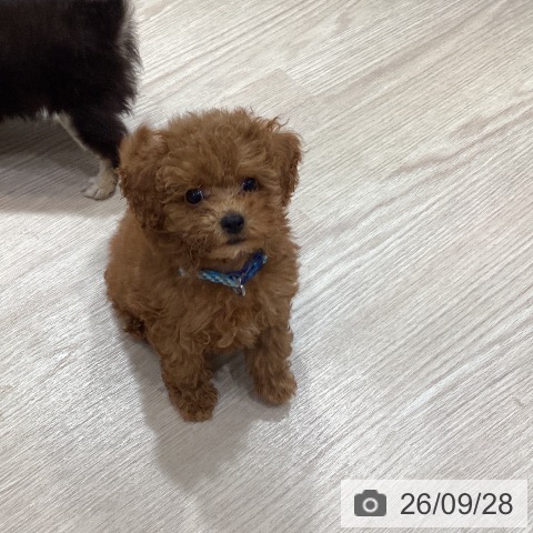 岡山県のトイプードル(トイ) (ペットプラス 岡山店/2026年7月15日生まれ/男の子/レッド)の子犬の3枚目の画像