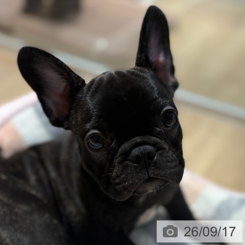 フレンチ・ブルドッグの写真