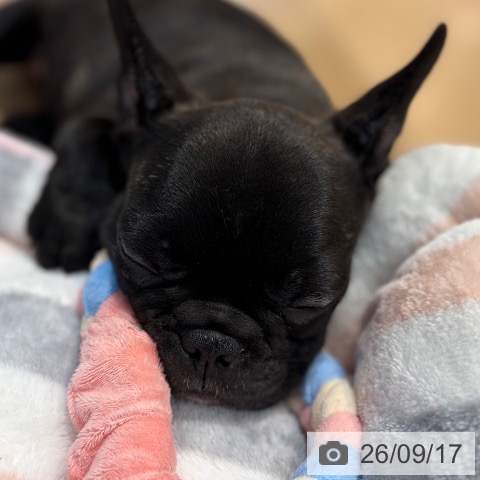 フレンチ・ブルドッグの写真