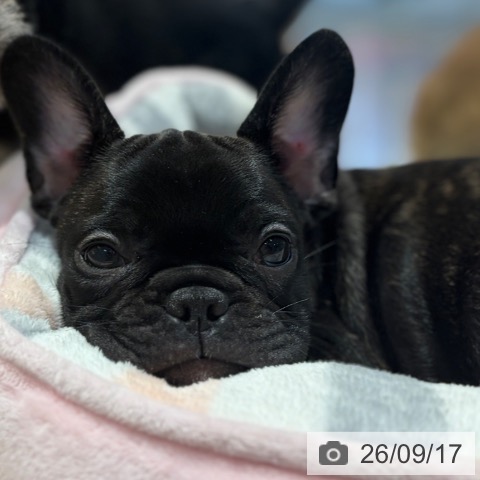 フレンチ・ブルドッグの写真