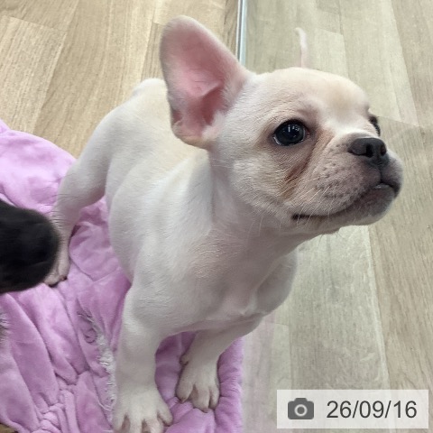 フレンチ・ブルドッグの写真