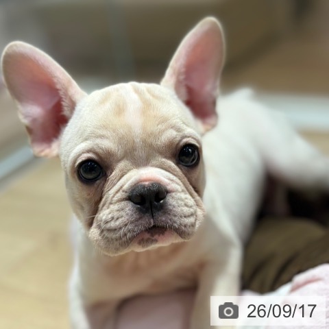 フレンチ・ブルドッグの写真
