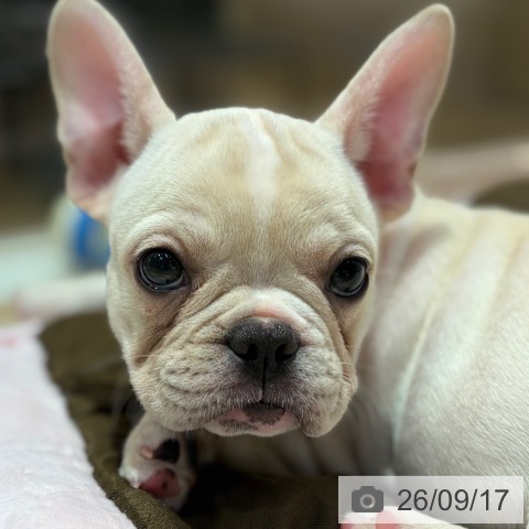 フレンチ・ブルドッグの写真
