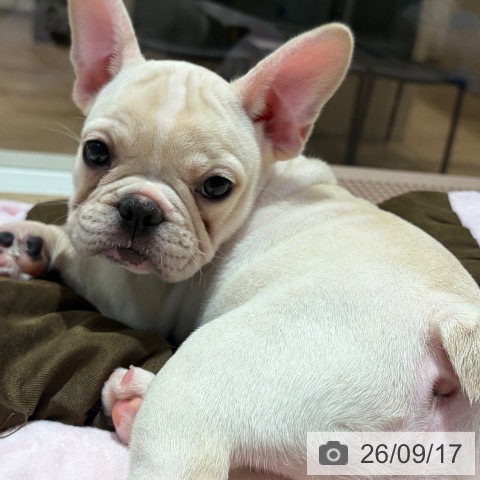 フレンチ・ブルドッグの写真