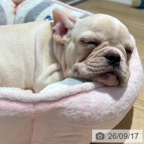 フレンチ・ブルドッグの写真