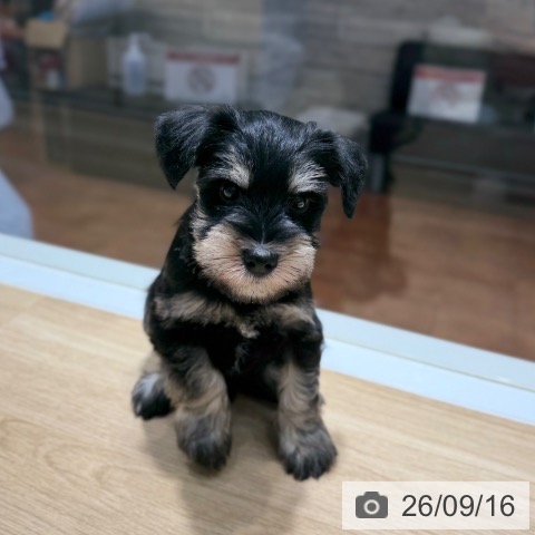 ミニチュア・シュナウザーの写真