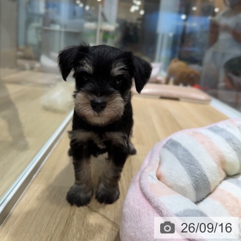 ミニチュア・シュナウザーの写真