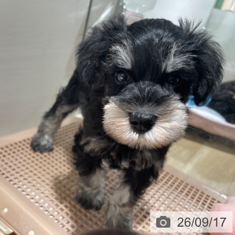 ミニチュア・シュナウザーの写真