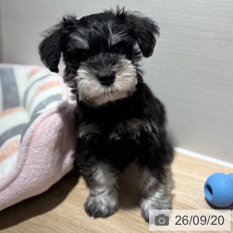 兵庫県のミニチュアシュナウザー (ペットプラス 神戸三宮店/2026年7月17日生まれ/男の子/ブラックシルバー)の子犬の3枚目の画像