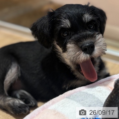 ミニチュア・シュナウザーの写真