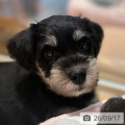 ミニチュア・シュナウザーの写真