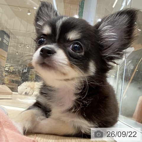 徳島県のチワワ(ロング) (ペットプラス 徳島店/2026年7月15日生まれ/男の子/ブラッククリームホワイト)の子犬の3枚目の画像