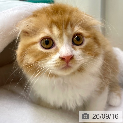 スコティッシュフォールドの写真