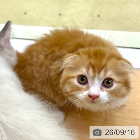 スコティッシュフォールドの写真