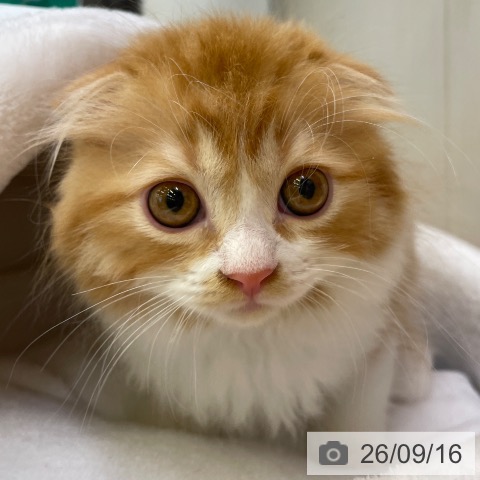 スコティッシュフォールドの写真
