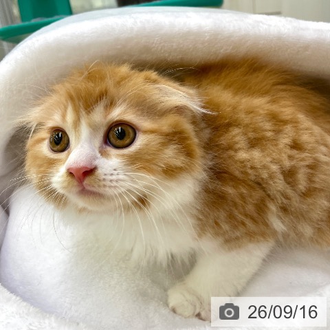 スコティッシュフォールドの写真