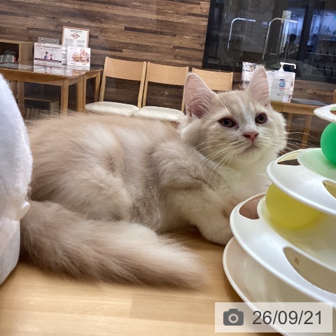徳島県のスコティッシュフォールド (ペットプラス 徳島店/2026年7月10日生まれ/男の子/クリームタビーホワイト)の子猫の4枚目の画像