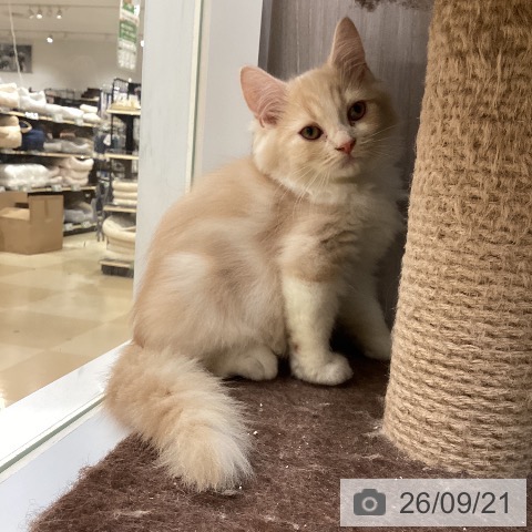 徳島県のスコティッシュフォールド (ペットプラス 徳島店/2026年7月10日生まれ/男の子/クリームタビーホワイト)の子猫の3枚目の画像