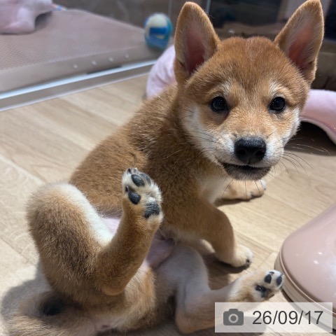 柴の写真