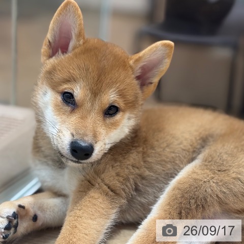 大阪府の柴犬(標準サイズ) (ペットプラス イオン大日店/2026年7月12日生まれ/男の子/赤)の子犬の4枚目の画像