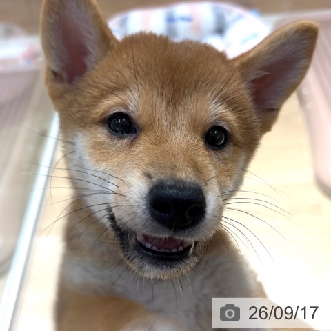 大阪府の柴犬(標準サイズ) (ペットプラス イオン大日店/2026年7月12日生まれ/男の子/赤)の子犬の3枚目の画像