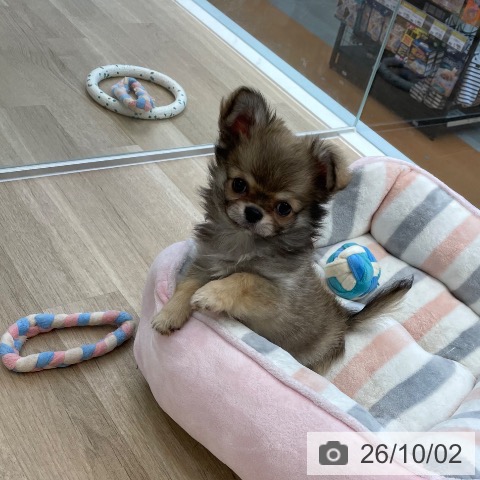 愛媛県のチワワ(ロング) (ペットプラス 新居浜店/2026年7月13日生まれ/男の子/レッド)の子犬の4枚目の画像