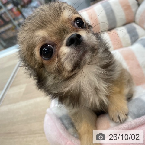 愛媛県のチワワ(ロング) (ペットプラス 新居浜店/2026年7月13日生まれ/男の子/レッド)の子犬の3枚目の画像
