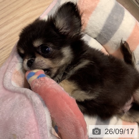 チワワの写真