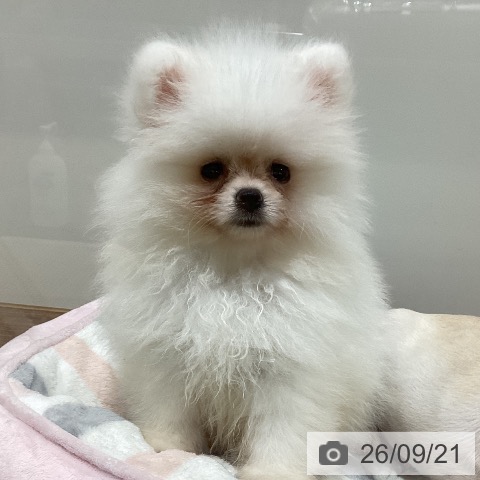 鳥取県のポメラニアン (ペッツワン 日吉津店/2026年7月12日生まれ/男の子/クリーム)の子犬の4枚目の画像
