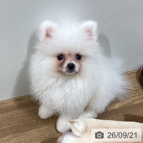 鳥取県のポメラニアン (ペッツワン 日吉津店/2026年7月12日生まれ/男の子/クリーム)の子犬の3枚目の画像